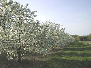 Cherry Blossoms in early May