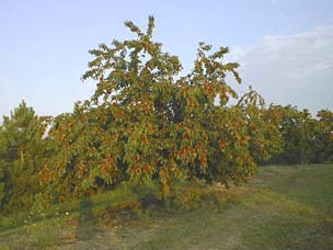 Tart Cherry Tree