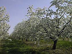 cherry blossoms in early May