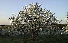 Cherry Blossoms at dusk in early May