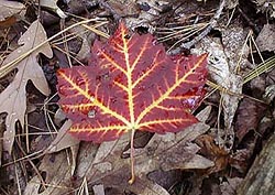 A Sugar Maple Leaf