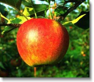 The Manitou Apple