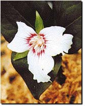 The Painted Trillium