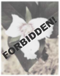 FORBIDDEN!